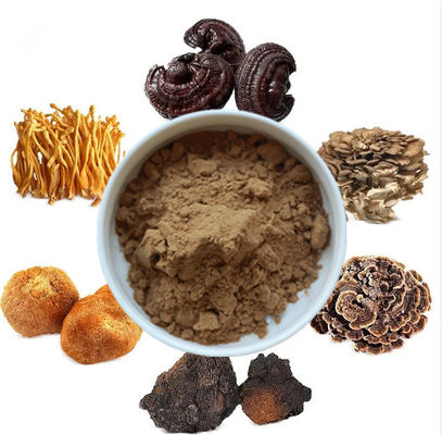 Trộn 6 trong 1 chiết xuất nấm bột Cordyceps Ganoderma Reishi Chaga Turkey Tail Maitake Lions Mane Nấm bột