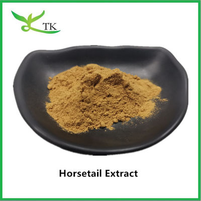 100% Dầu chiết xuất đuôi ngựa tự nhiên Equisetum Arvense Extract 10:1