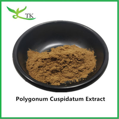 Chiết xuất thực vật tự nhiên tinh khiết Giant Knotweed Polygonum Cuspidatum chiết xuất 20% Resveratrol