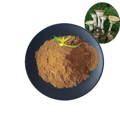 Bột chiết xuất nấm sữa hổ Lignosus Rhinocerus tự nhiên cấp thực phẩm 10%~30% Polysaccharides
