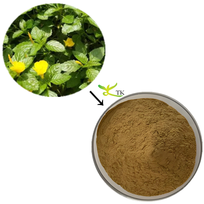 Chất lượng cao Damiana chiết xuất bột 20:1 Damiana bột chiết xuất viên nang