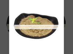 100% Eucommia Ulmoides Extract tự nhiên bột Eucommia Leaves Extract Giá