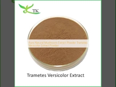 Dầu chiết xuất nấm tự nhiên tinh khiết Trametes Versicolor chiết xuất bột
