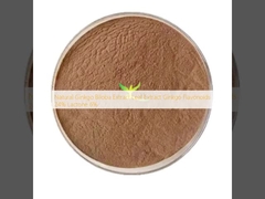 Chiết xuất lá Ginkgo Biloba tự nhiên Chiết xuất lá Ginkgo Flavonoid 24% Lactone 6%